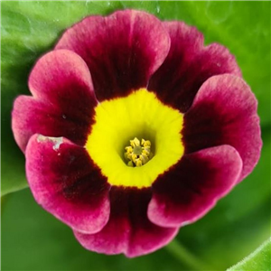 Primula auricula Basuto