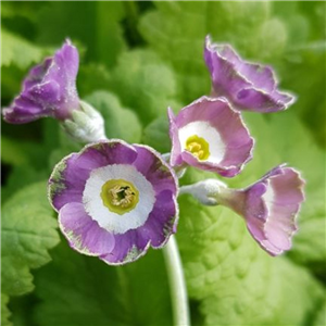 Primula auricula Crimple