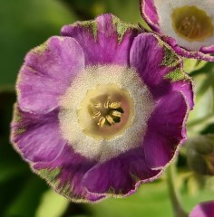 Primula auricula Crimple