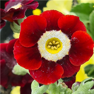 Primula auricula Dales Red