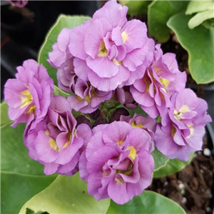 Primula auricula Double Lilac