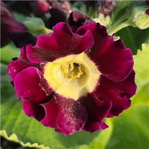 Primula auricula Eden Alexander