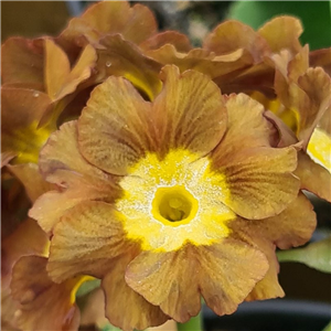 Primula auricula Eden Greenfinch