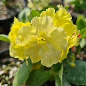 Primula auricula Eden Moonlight