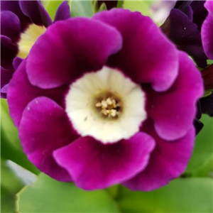 Primula auricula Ellen Thompson