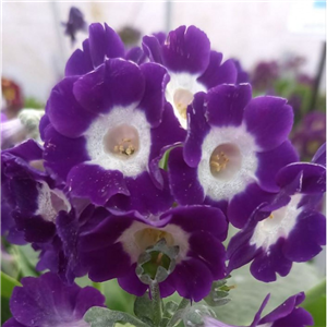 Primula auricula Everest Blue