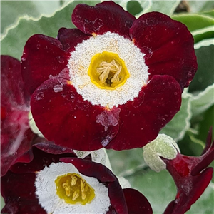 Primula auricula Favourite (Show)