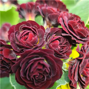 Primula auricula Forest Duet