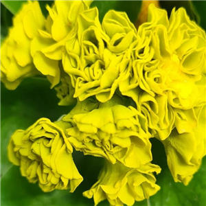 Primula auricula Forest Lemon