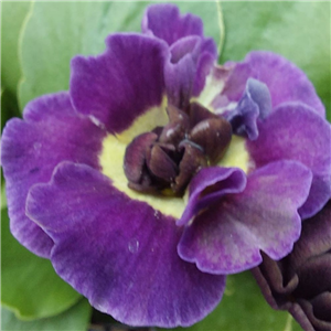 Primula auricula Forest Redstart