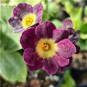 Primula auricula Forest Starlight