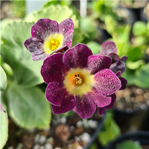 Primula auricula Forest Starlight