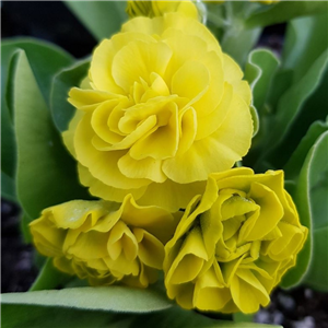 Primula auricula Forest Sunburst