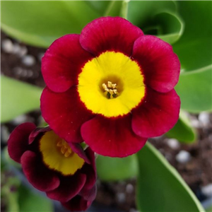 Primula auricula Fradley