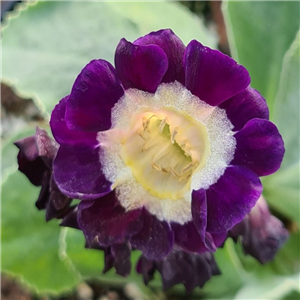 Primula auricula Girl Guide