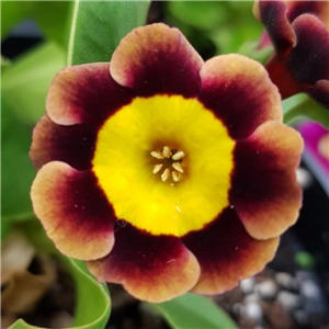 Primula auricula Gollom