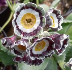 Primula auricula Greylag