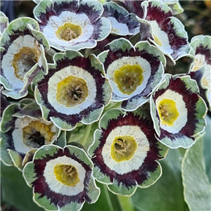 Primula auricula Greylag