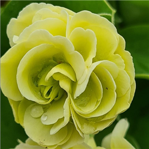 Primula auricula Gwen Baker