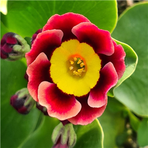 Primula auricula John Hart