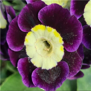 Primula auricula Joyce