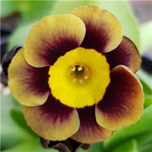 Primula auricula Lee Paul