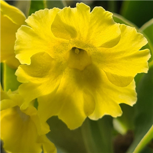 Primula auricula Lemon Sherbert