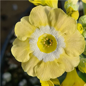 Primula auricula Lucy Locket