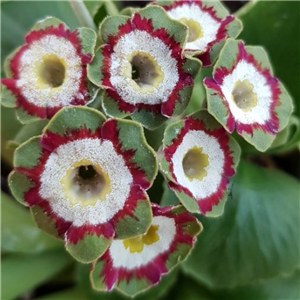 Primula auricula Marmerie