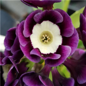 Primula auricula Meadowlark