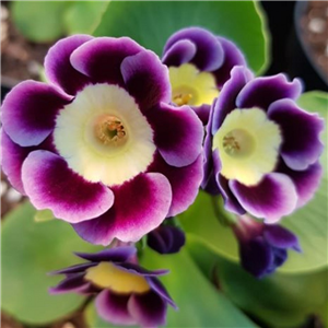 Primula auricula Mrs L Hearne