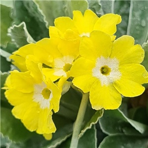 Primula auricula Old Yellow Dusty Mill