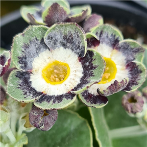 Primula auricula Orb