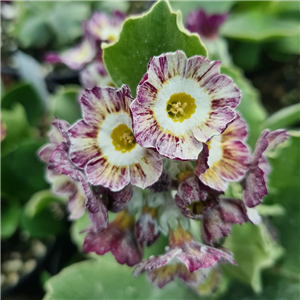 Primula auricula Orwel Tiger