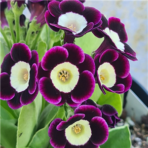 Primula auricula Pequod