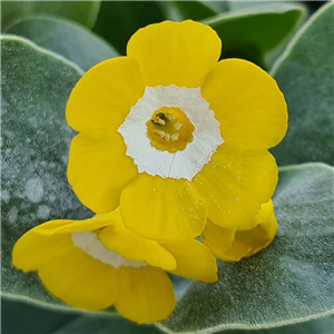 Primula auricula Pot o Gold