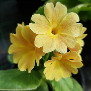 Primula auricula Chamois