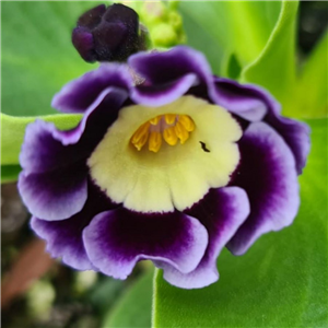 Primula auricula Ice Maiden