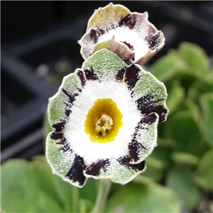 Primula auricula Karen Cordrey (striped)