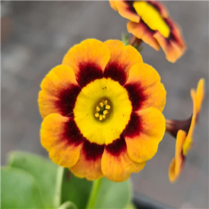 Primula auricula Lady Day