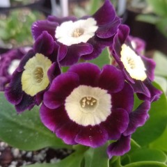 Primula auricula Joyce