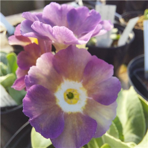 Primula auricula Regency Carousel