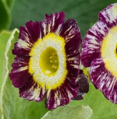 Primula auricula Regency Emperor