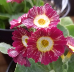 Primula auricula Regency St. Clement