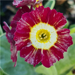 Primula auricula Regency St. Clement