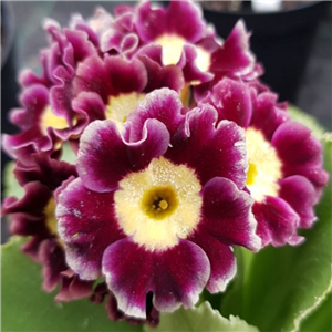 Primula auricula Royal Velvet