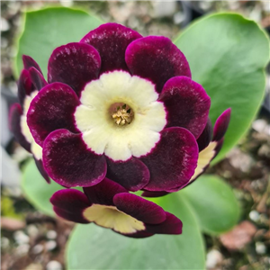 Primula auricula Sam Gamgee