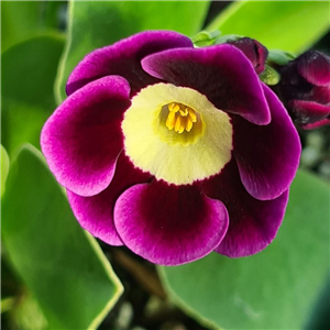 Primula auricula Sandra