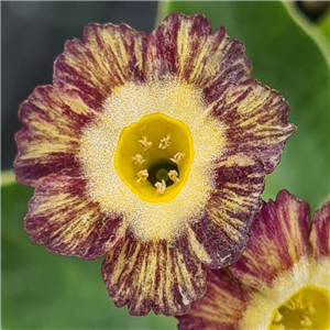 Primula auricula Shadow Boxer