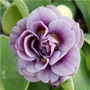 Primula auricula Sibsey